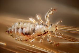 Male Head Louse - the life-cycle of the head lice bug